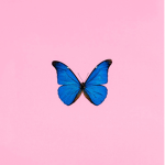 Flutter Fam