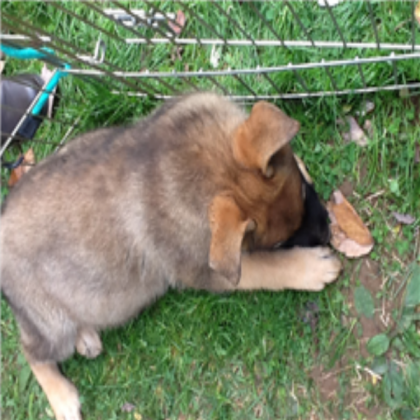 Dog Roblox decal