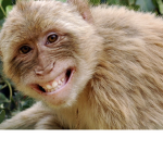 Monkeys Monkeys pro