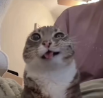 Lucys Kittens