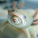Axolotl funtime