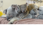 The Original Koala Club