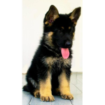 #1 The best Dog ever