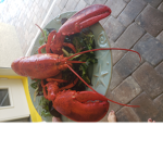 Dead Lobster Group!