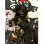 Lucy’s authentic dachshunds