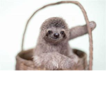 sloths cutie