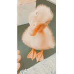 Dancing with ducks