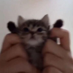 The furry ones
