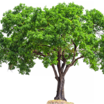 Julie's Tree Cult