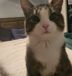 I <3 my pretty boy cat