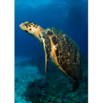 SEA TURTLES RULE ALWAYS AND EVERYDAY