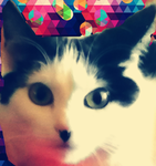 Le groupe des chats mignon