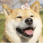 Shiba Squad :3