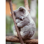Koala/Bamse fan club