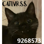 catlvrss