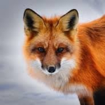 Fox Gαmes
