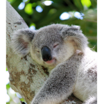 Koala life!:)