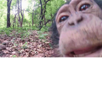 MONKEY CULT HQ