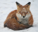 Faux fur foxes