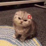 さや