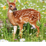 Mushs' Animals