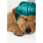 funny dogs