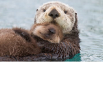 Otter Group