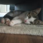 CRAZYLADY/MIA