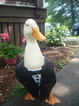 dairy duck lovers