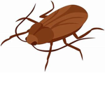 Roach Cluster