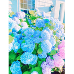 ~Bloom's~