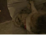 Maggie (aka my dog)