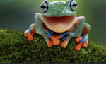 The anime kid frog