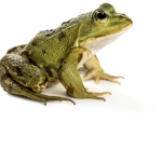 Frogs united! :) OwO