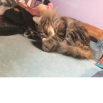 Kitty and Peeps
