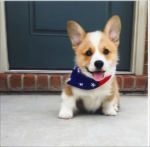 Corgi group corgis slay