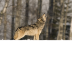 Wolfy220's Wolf Pack