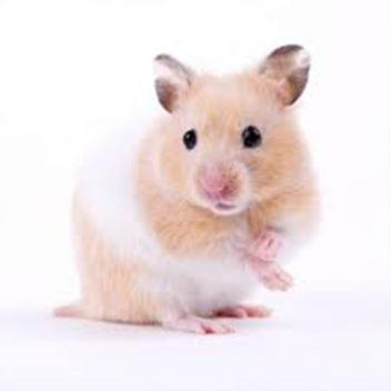 Hamster Xd