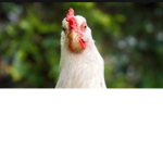 #Team Chickens