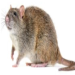 Rat’s Corporation