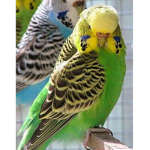 Epic bird gang