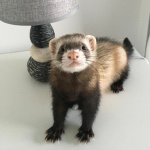 Ferret Empire :)