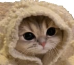 Cutie Cats Community.