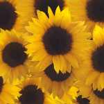 sunflowergamergirl