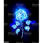 rose and zack