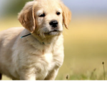 The pup pup puppy group