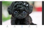 Cute sunflower puppy's