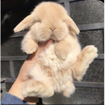 ˇfluff$ˇ