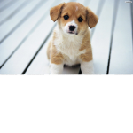 puppys save them