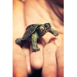 T.A turtle army